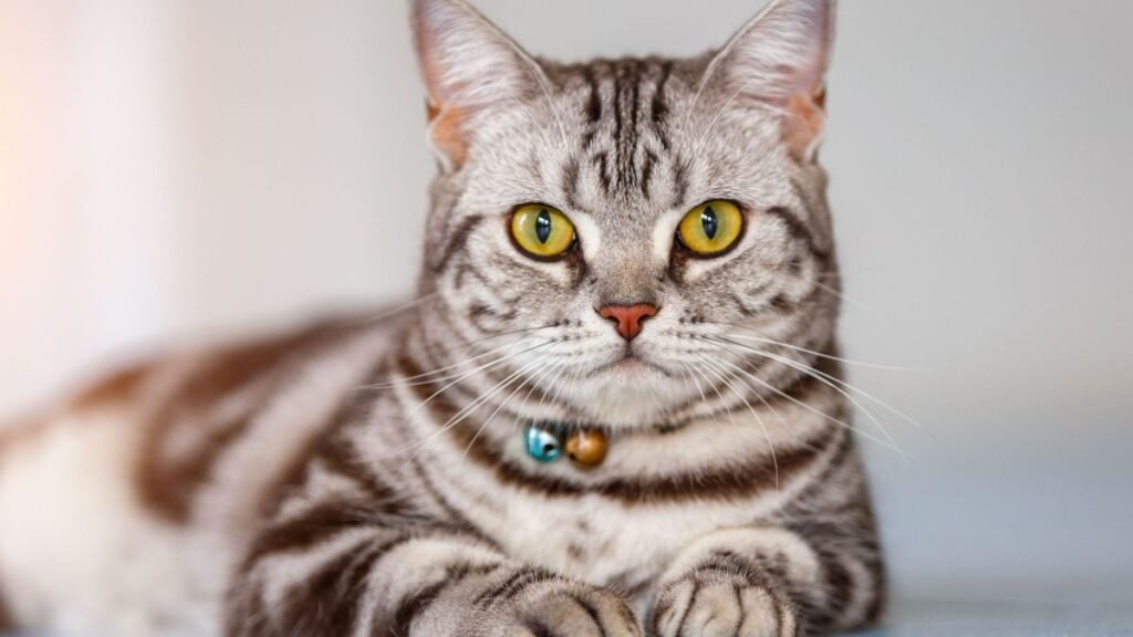 Experts Reveal the 4 Cat Breeds That Live the Longest — Is Yours on the List?
