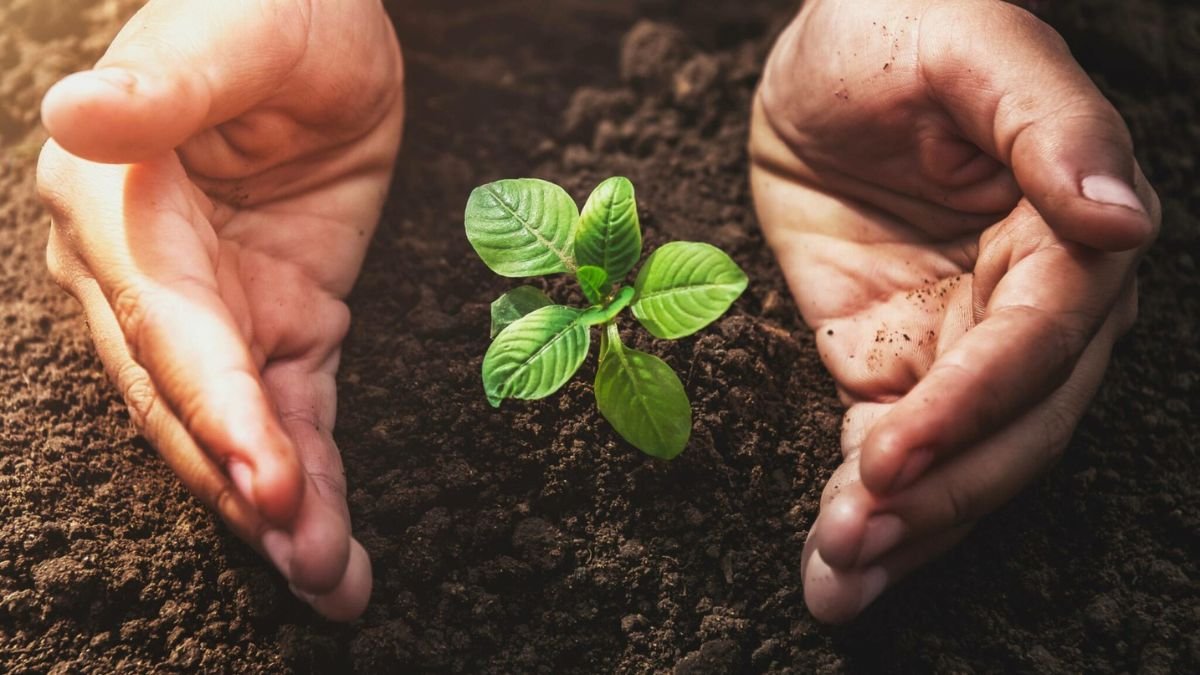 5 things experts wish you'd stop doing to your trees