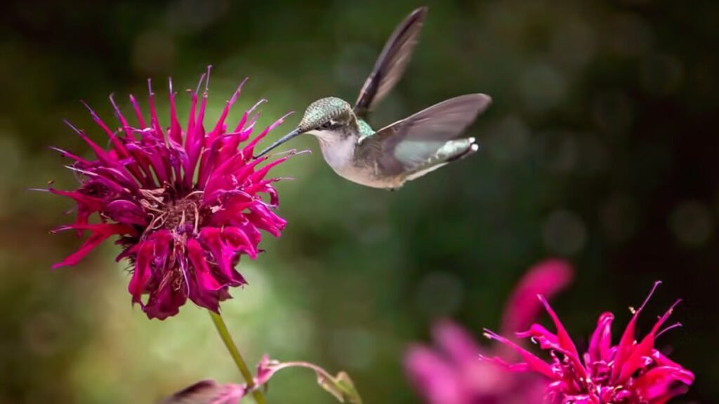 5 easy ways to support pollinators before your spring flowers bloom