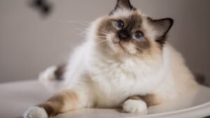 Experts Reveal the 4 Cat Breeds That Live the Longest — Is Yours on the List?