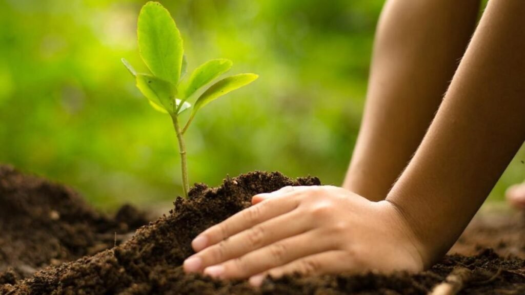 5 things experts wish you'd stop doing to your trees