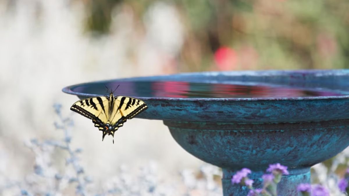 5 easy ways to support pollinators before your spring flowers bloom