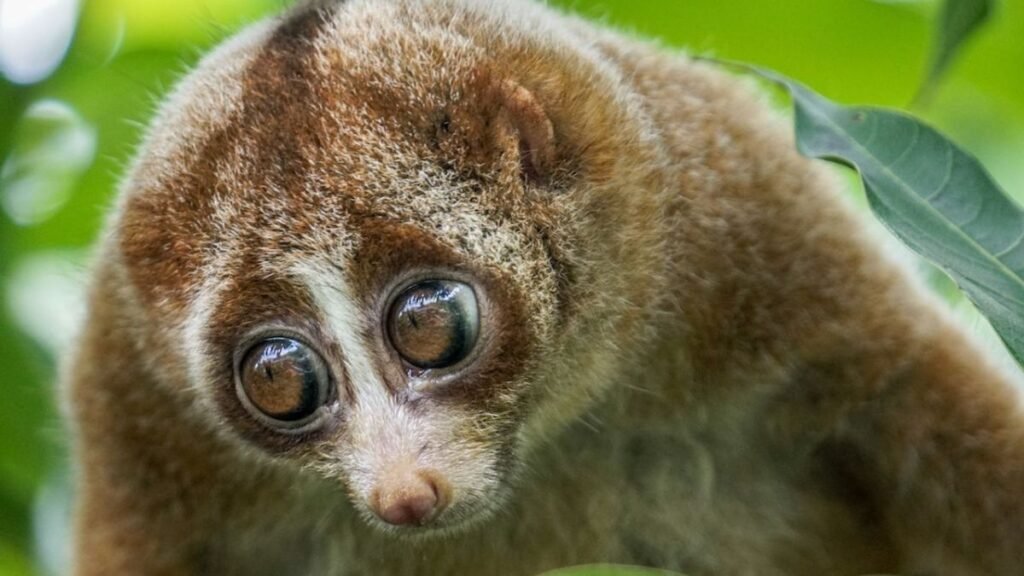 Cute… or Cruel? The Dark Truth Behind Our Love for Adorable Animals