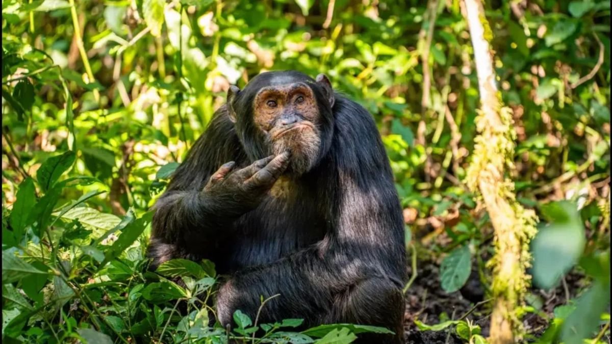 6 Funny Animal Photos From Comedy Wildlife Photography Awards