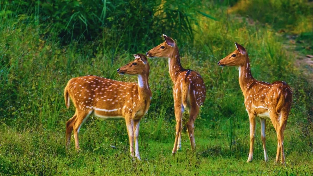 6 Unique Ways to Explore Wildlife in India Beyond Classic Safaris