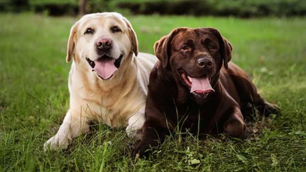 6 friendliest dog breeds that love people