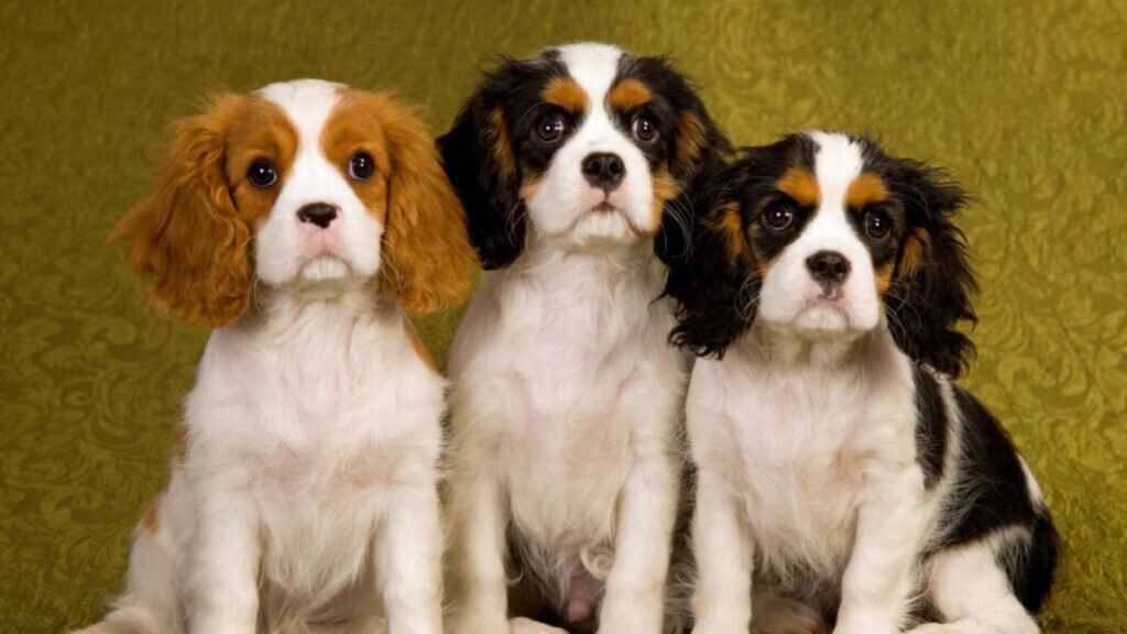 6 friendliest dog breeds that love people