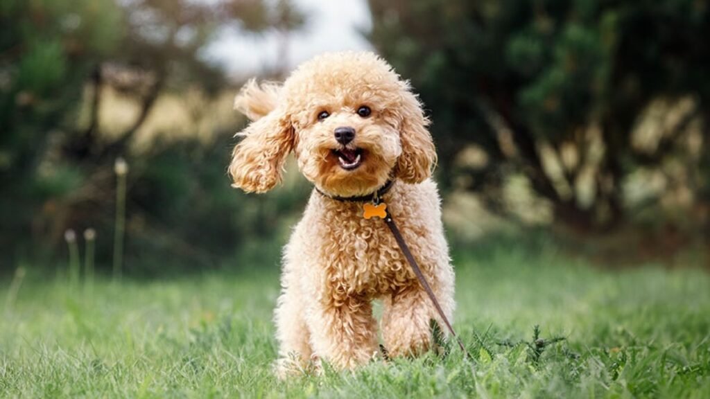 6 friendliest dog breeds that love people