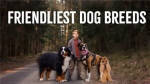 6 friendliest dog breeds that love people
