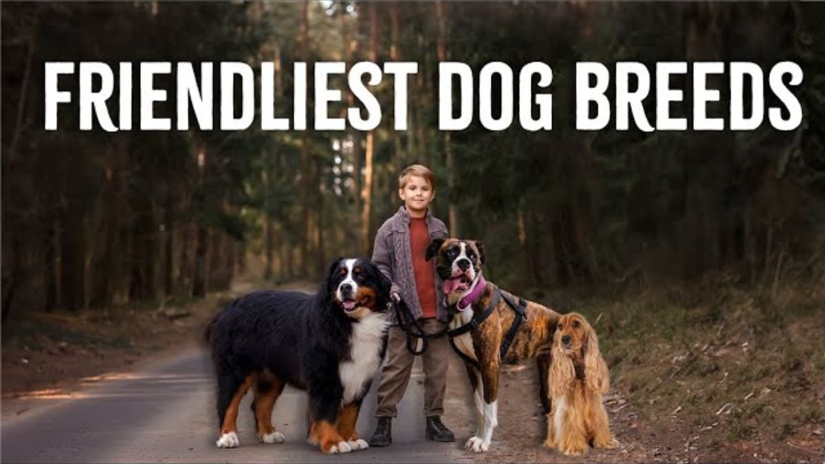 6 friendliest dog breeds that love people