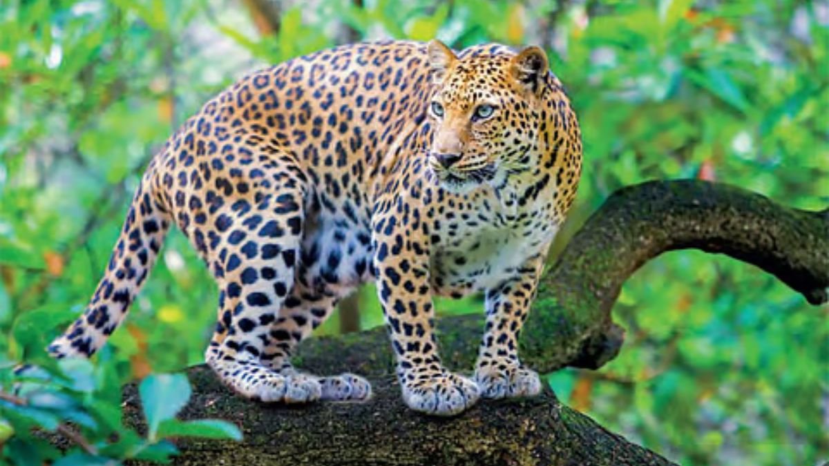 7 most mysterious forests where these rare leopards are still seen
