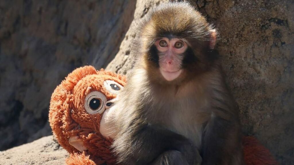 Baby monkey named “Punch” captures hearts at Japan zoo