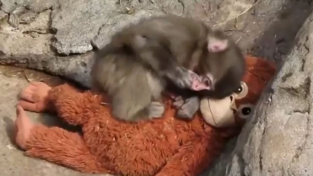 Baby monkey named “Punch” captures hearts at Japan zoo