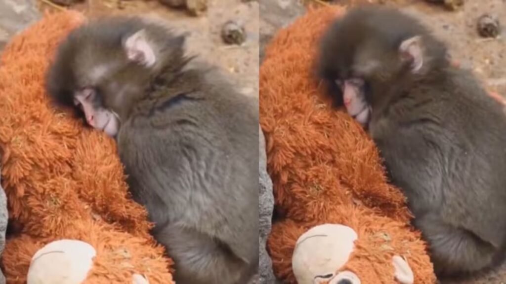 Baby monkey named “Punch” captures hearts at Japan zoo