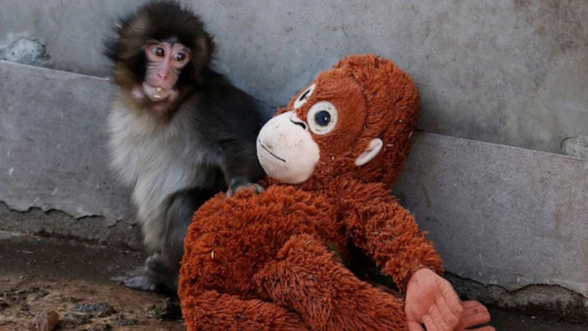 Baby monkey named “Punch” captures hearts at Japan zoo