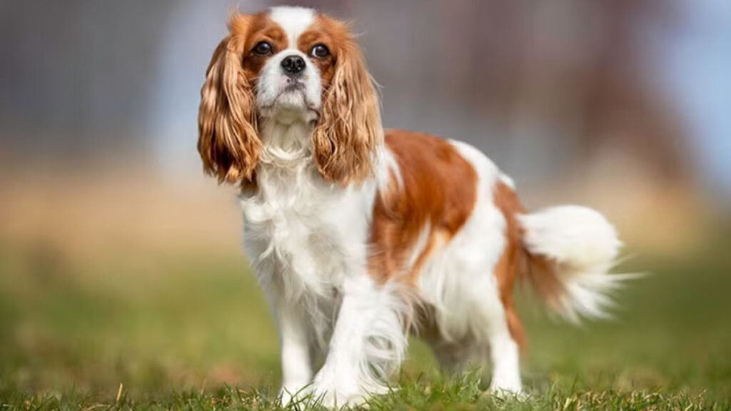 These 6 Dog Breeds Are So Perfect, I’d Never Own Any Others!