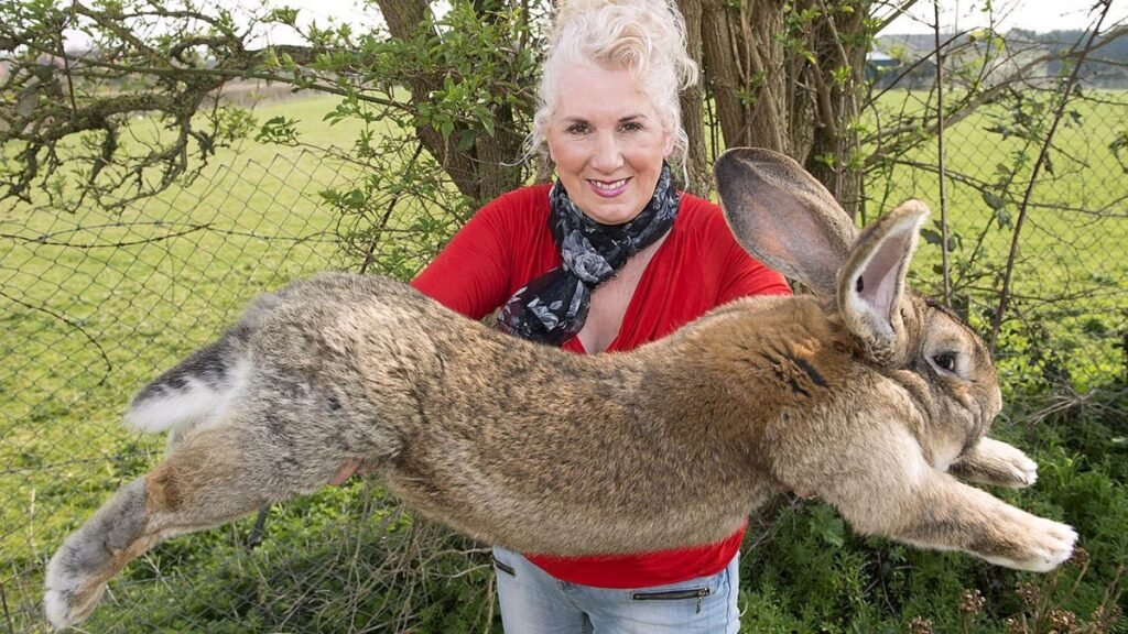 Enormous Flemish giant rabbit is practically the size of his dad