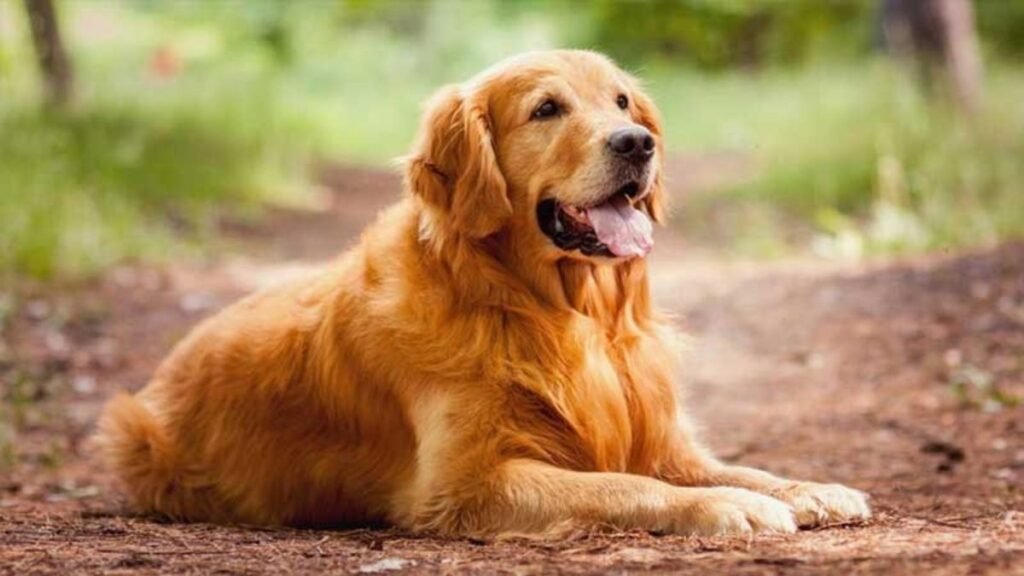 These 6 Dog Breeds Are So Perfect, I’d Never Own Any Others!