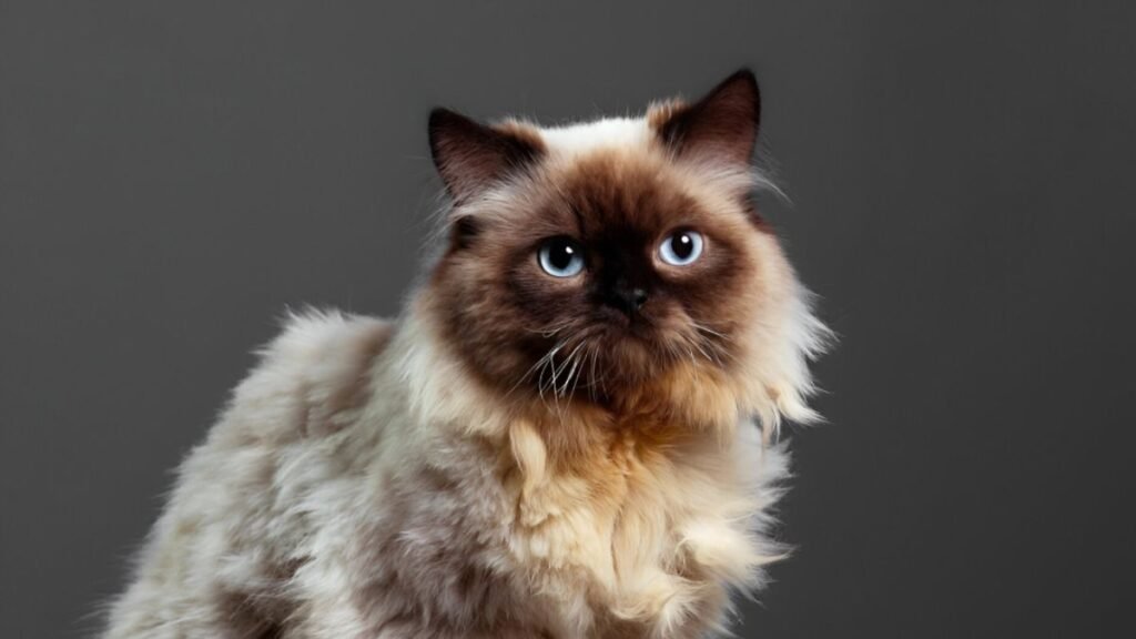 Himalayan Cat