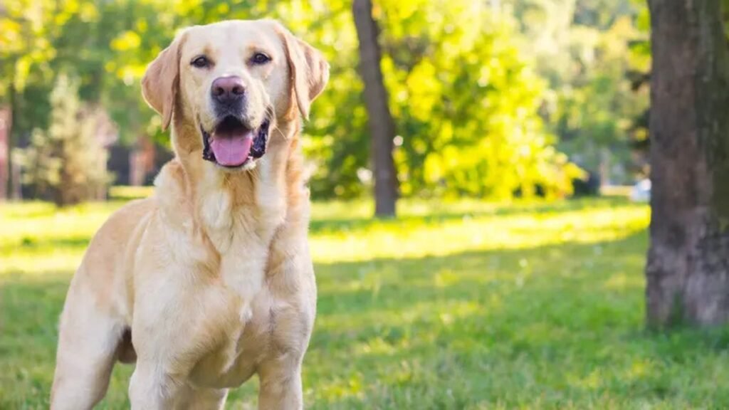 These 6 Dog Breeds Are So Perfect, I’d Never Own Any Others!