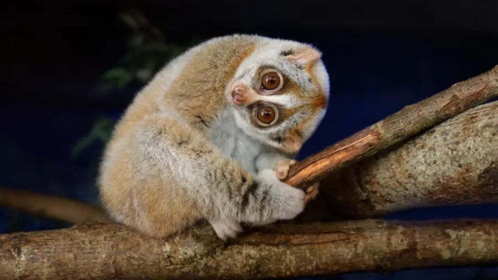 Cute… or Cruel? The Dark Truth Behind Our Love for Adorable Animals