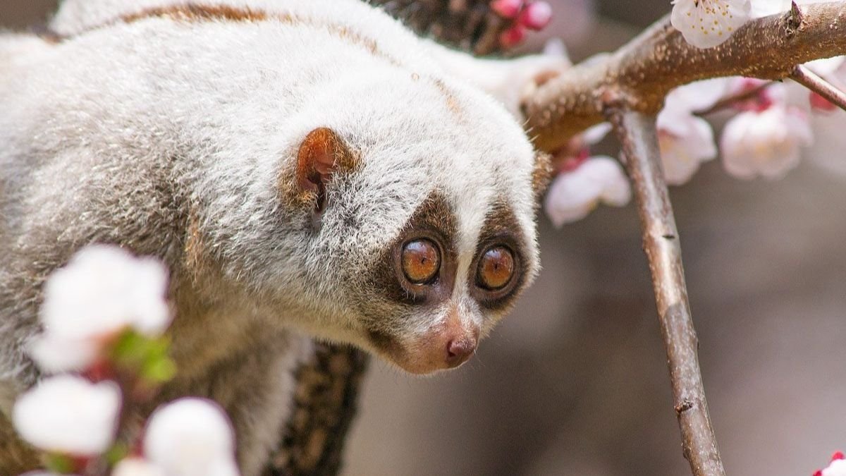 Cute… or Cruel? The Dark Truth Behind Our Love for Adorable Animals