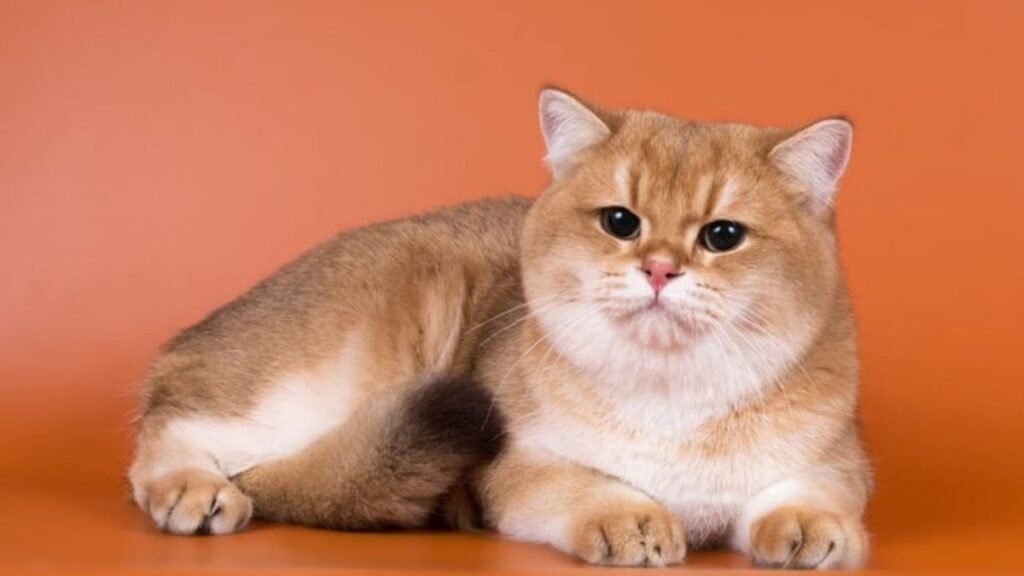 Oversized and outstanding: Meet the 11 biggest pet cat breeds 