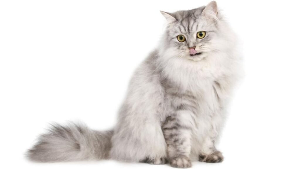 Oversized and outstanding: Meet the 11 biggest pet cat breeds 