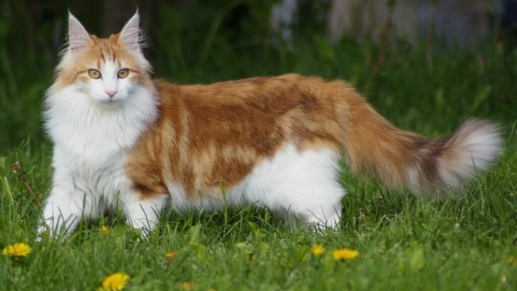 Oversized and outstanding: Meet the 11 biggest pet cat breeds
