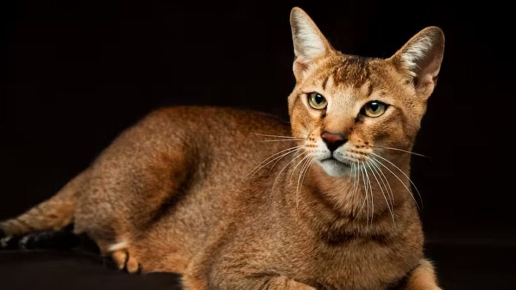 Oversized and outstanding: Meet the 11 biggest pet cat breeds 