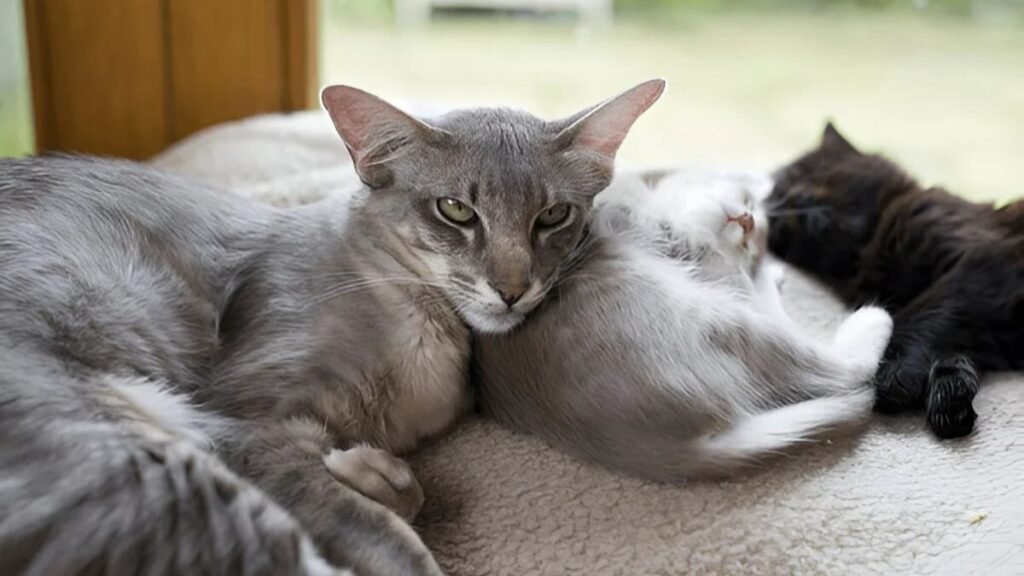 Oversized and outstanding: Meet the 11 biggest pet cat breeds 