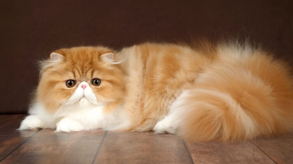 Persian Cat