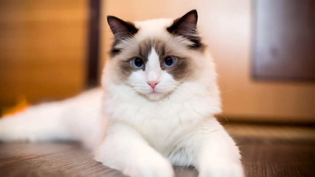 Ragdoll 