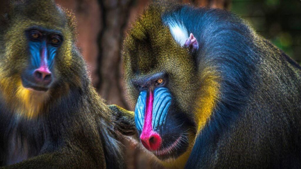 The 5 deadliest monkeys in the world 