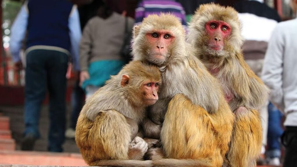 The 5 deadliest monkeys in the world 