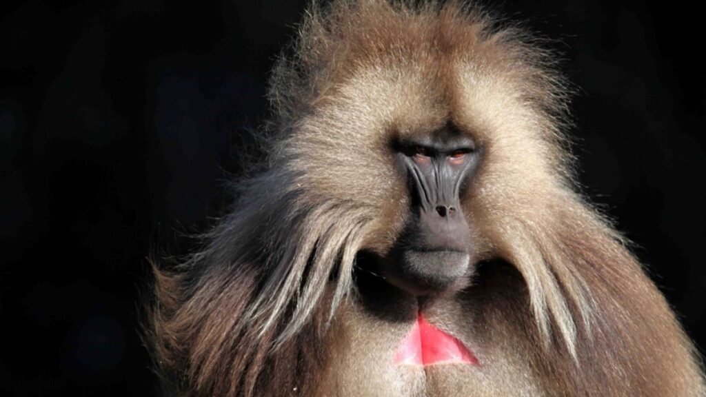 The 5 deadliest monkeys in the world 