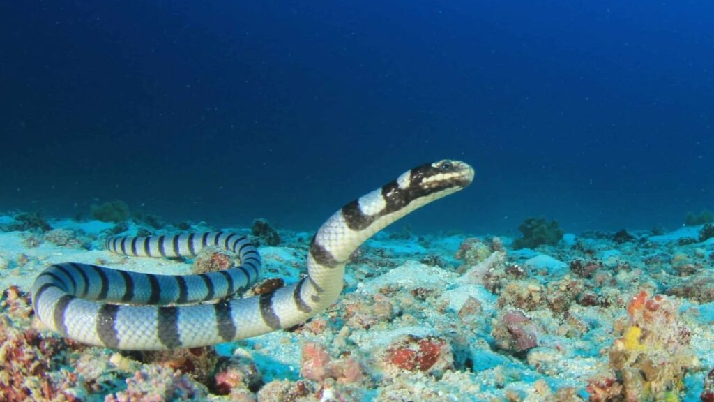 This massive sea snake was the size of a telephone pole