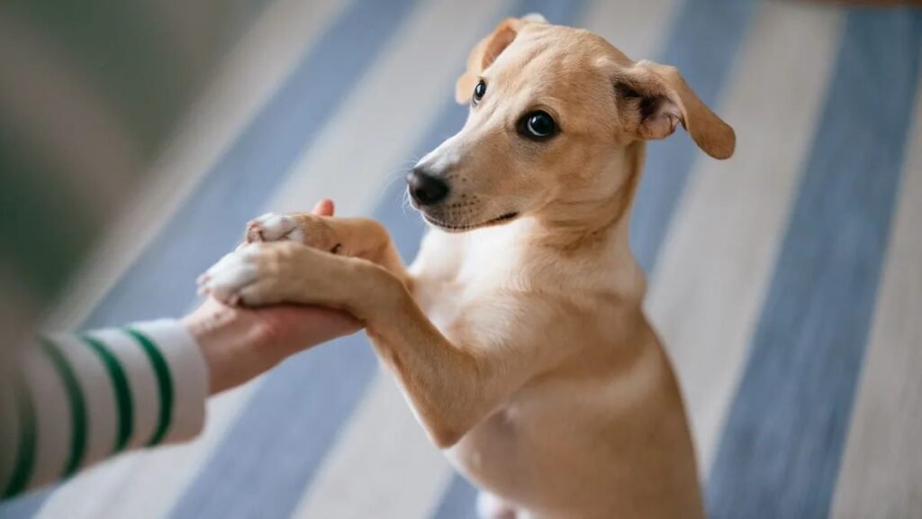 Why do dogs put their paws on you Here's what they're trying to say