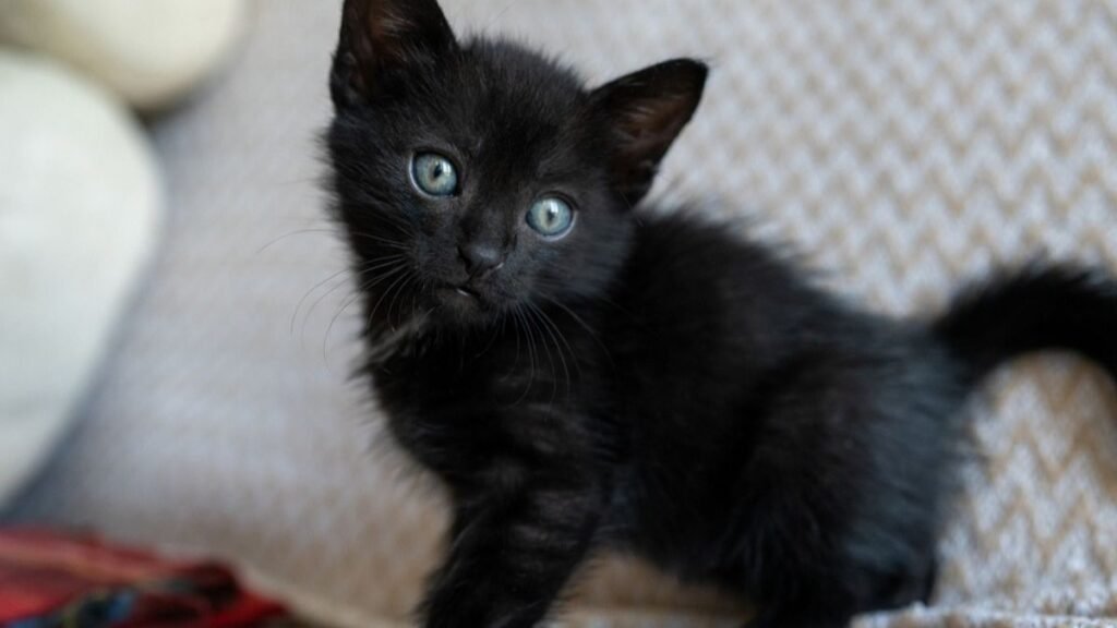 ‘Mystical’ kitten is not AI — she’s a rare survivor