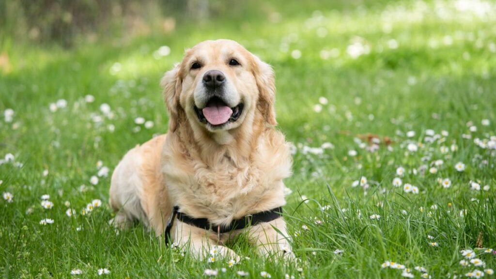 6 Top Vet-Recommended Dog Breeds to Own in 2026