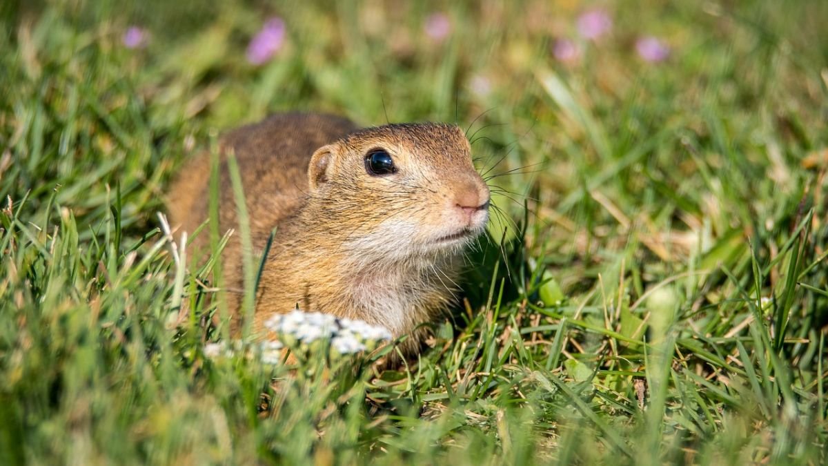 5 Smart Ways to Get Rid of Gophers and Save Your Garden Before It’s Too Late!