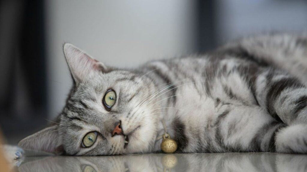 These 7 Low-Maintenance Cats Can Make Seniors' Lives Happier